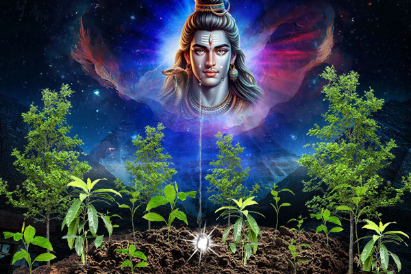 Rudraksh Trees