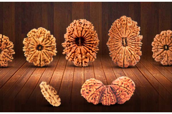 what is rudraksh seed