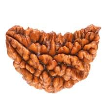 1 Mukhi Rudraksha Midium