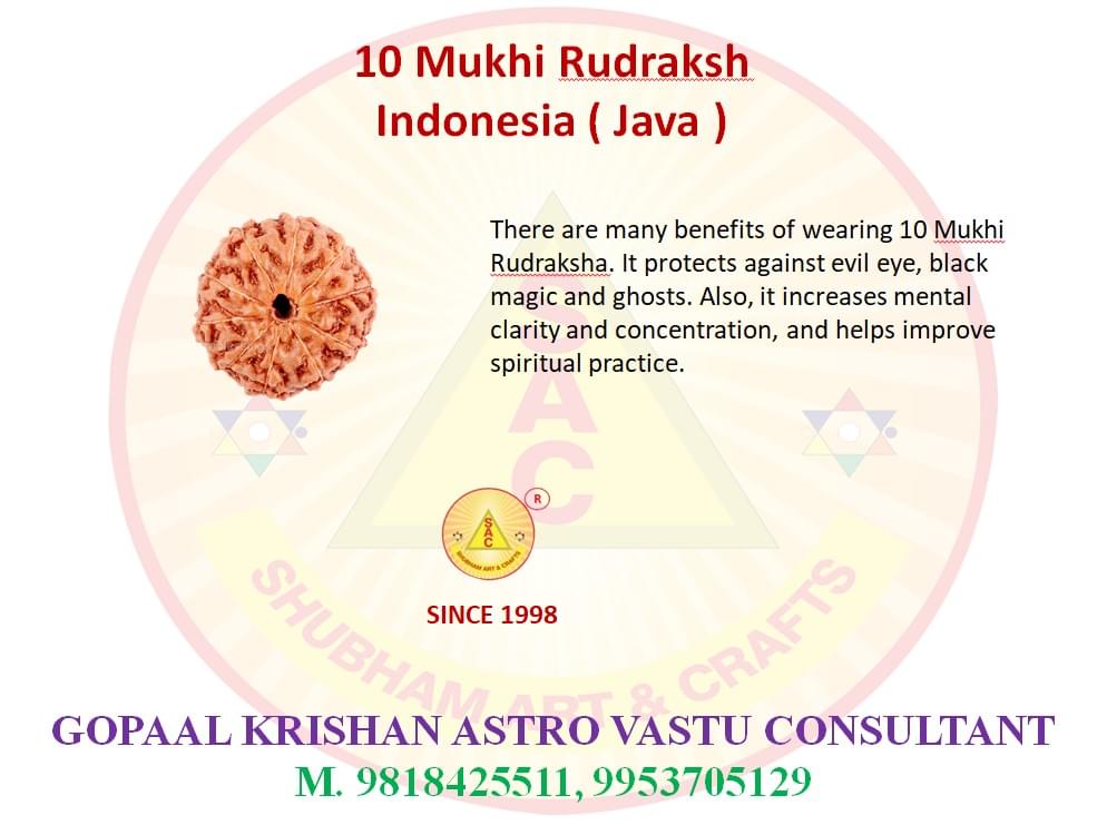 10 Mukhi Indonesian Rudraksh