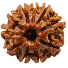 10 Mukhi Rudraksh
