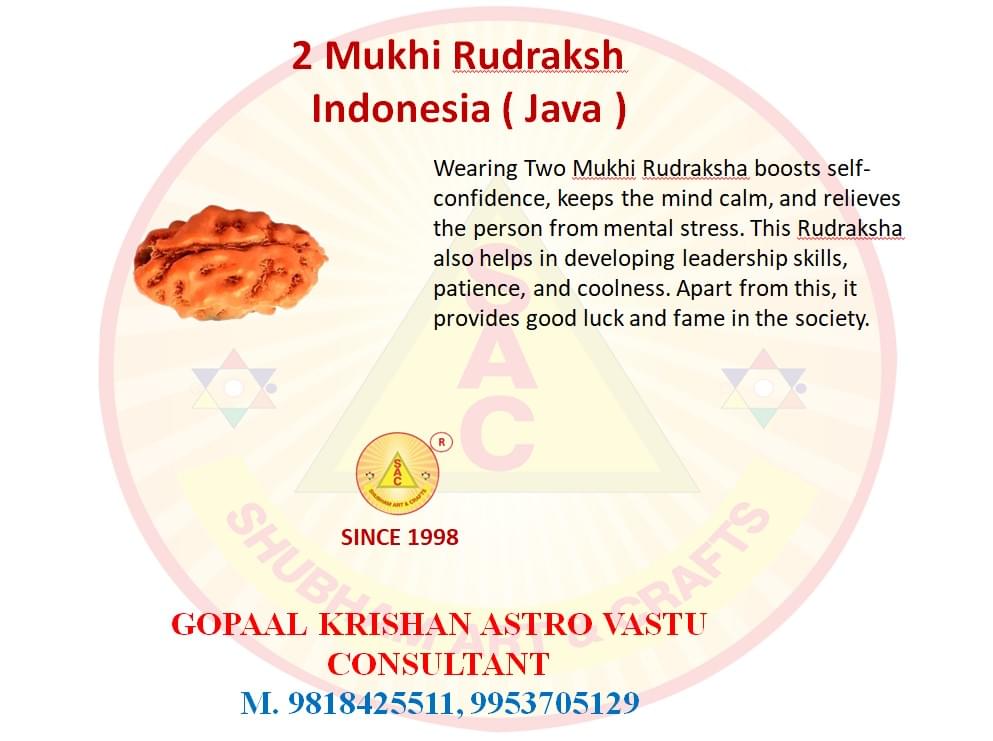 2 Mukhi Indonesian Rudraksh