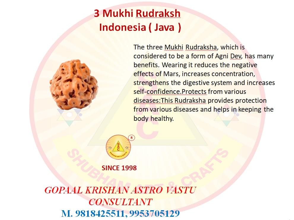 3 Mukhi Indonesian Rudraksh
