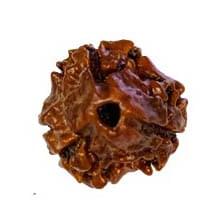 3 Mukhi Rudraksh