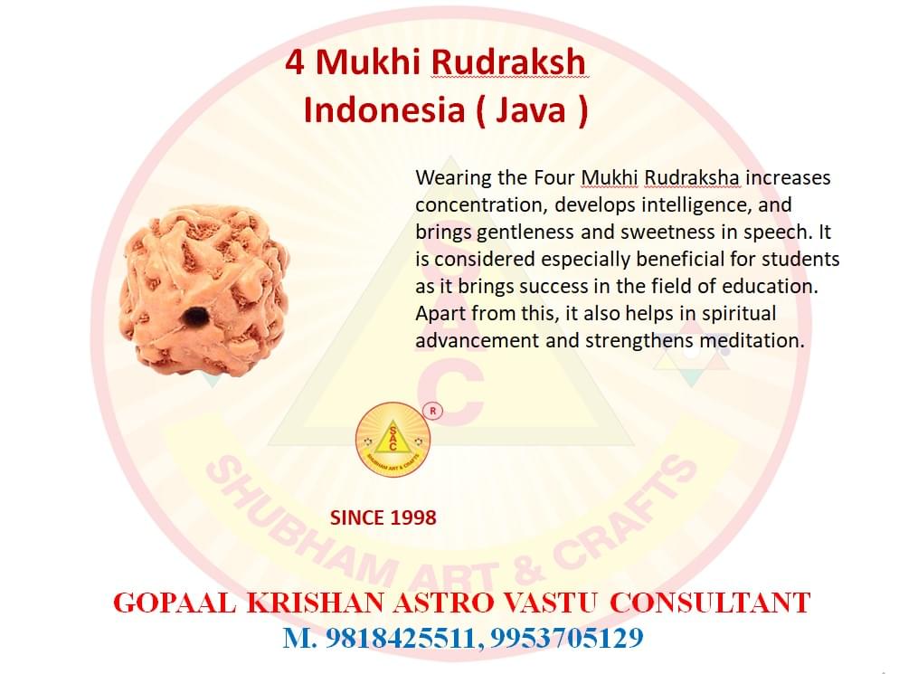 4 Mukhi Indonesian Rudraksh