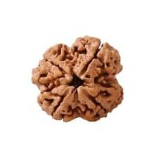 4 Mukhi Rudraksh