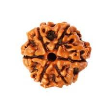 6 Mukhi Rudraksh
