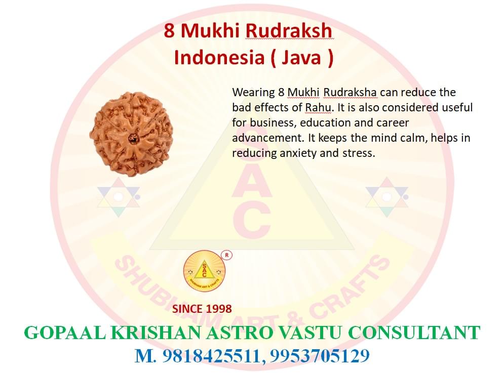 8 Mukhi Indonesian Rudraksh